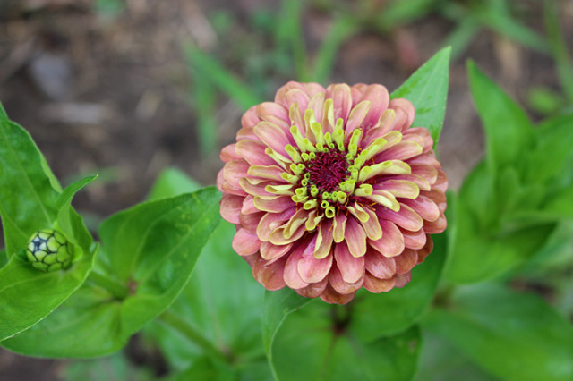 queen-red-lime-zinnia
