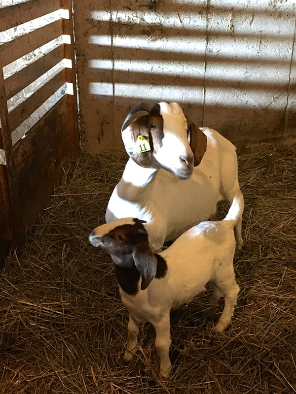 wendalane-farm-baby-goat