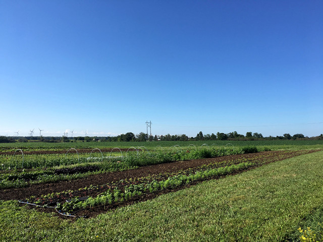 wendalane-farm-field