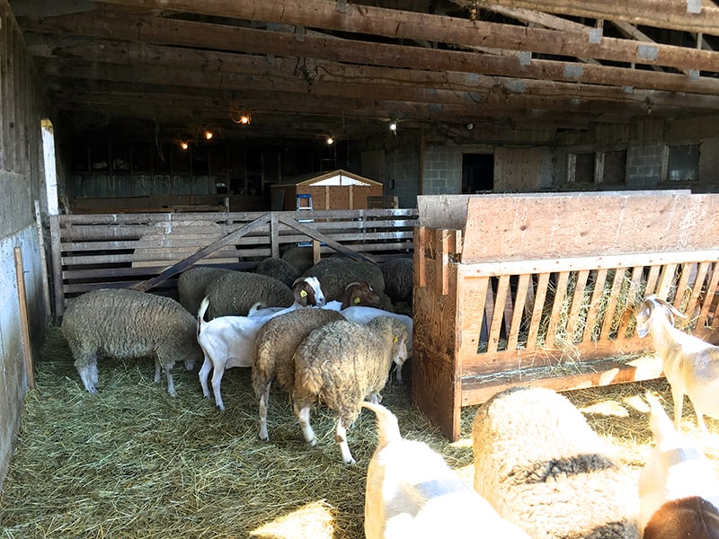 wendalane-farm-sheep-goats