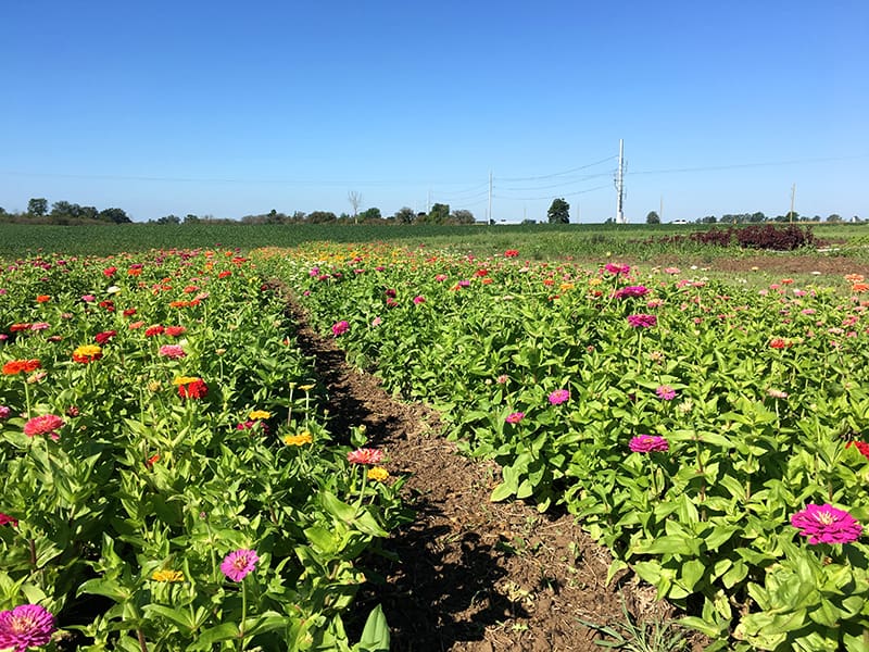 wendalane-farm-zinnias