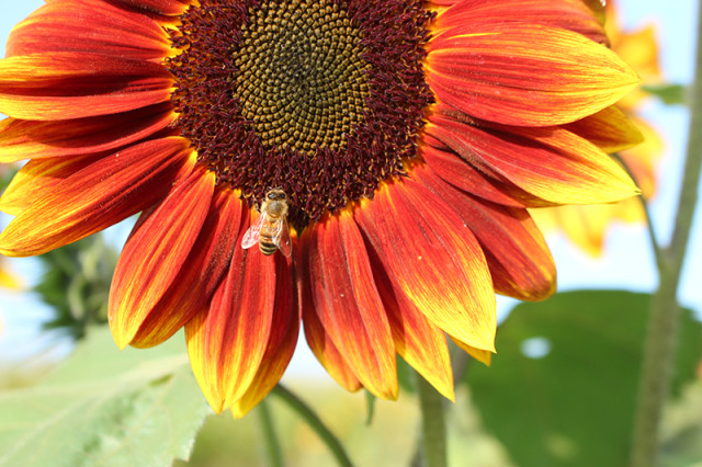 autumn-beauty-sunflower-bee