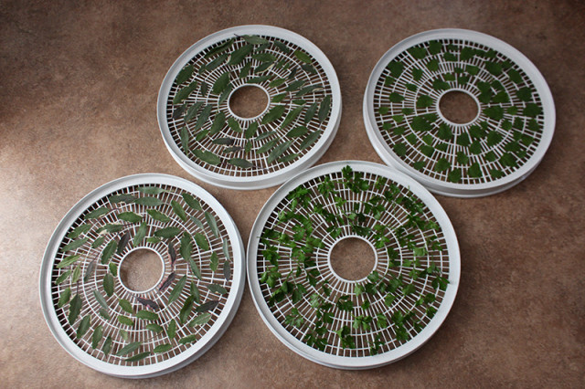 dehydrator-fresh-herbs