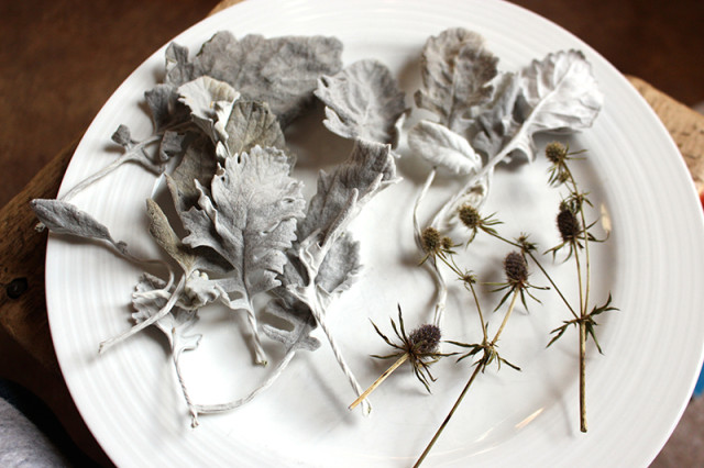 dried-dusty-miller-sea-holly