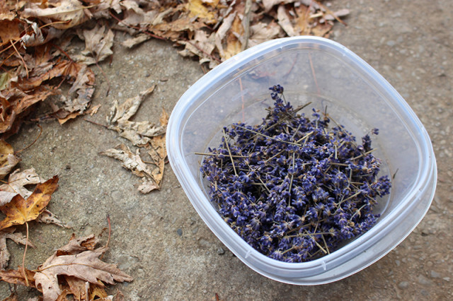 dried-lavender-buds