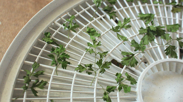 dried-parsley-dehydrator