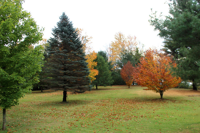 fall-leaves-colour-yard