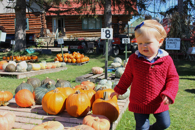 lucy-pumpkin-patch