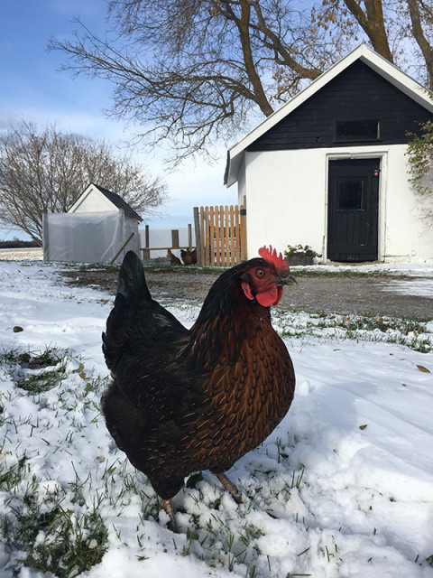 black-star-chicken-winter