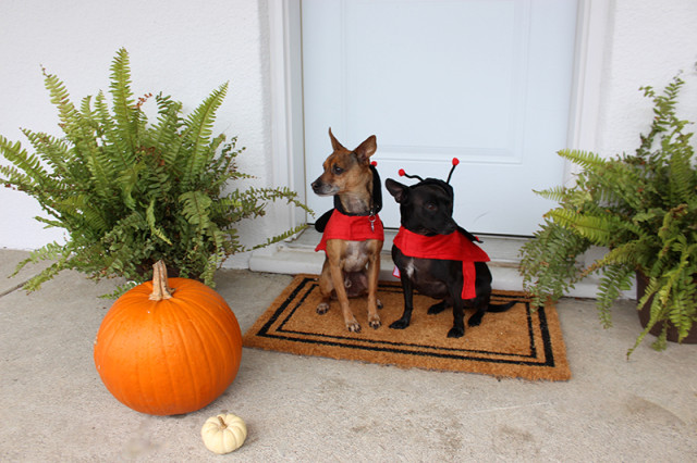 dog-ladybug-costume