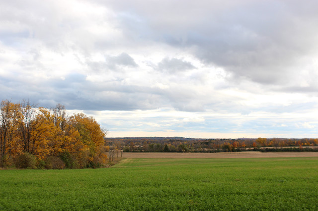 fall-field