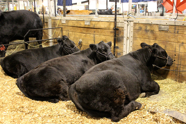 royal-winter-fair-black-cattle