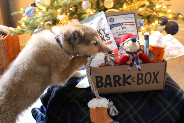 puppy-barkbox-review