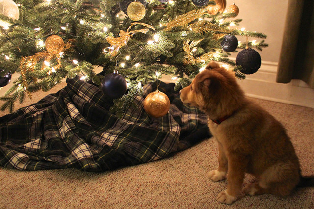 puppy-christmas-tree