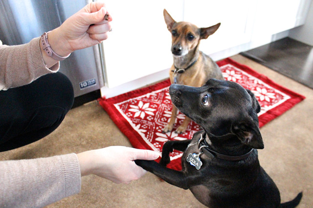 whiskey-cola-dog-treats