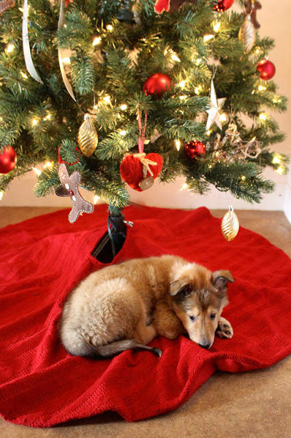 willow-collie-puppy-christmas-tree