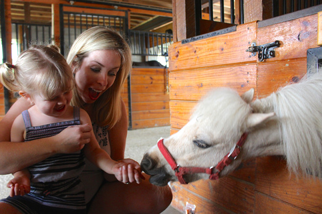 ronks-lancaster-pa-lil-country-store-horses