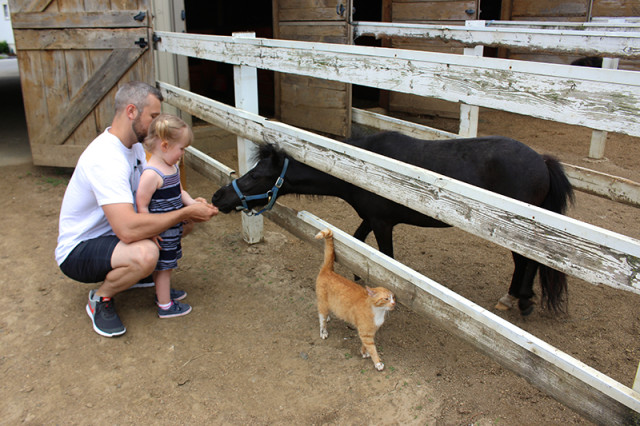 ronks-lancaster-pa-lil-country-store-mini-horses