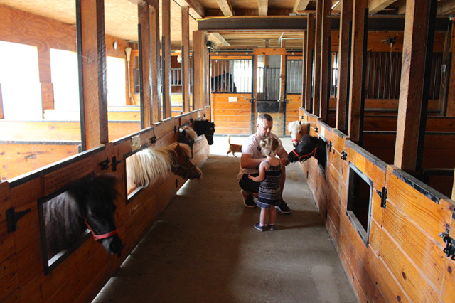 ronks-lancaster-pa-lil-country-store-miniature-horses