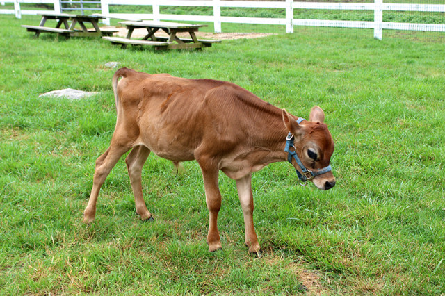 the-amish-village-lancaster-6