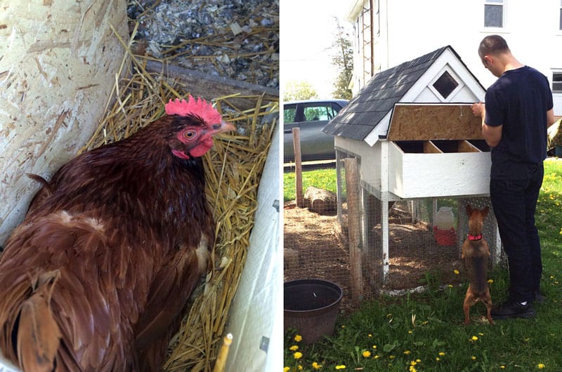 Backyard Chicken Essentials Nesting Boxes Life At Cloverhill