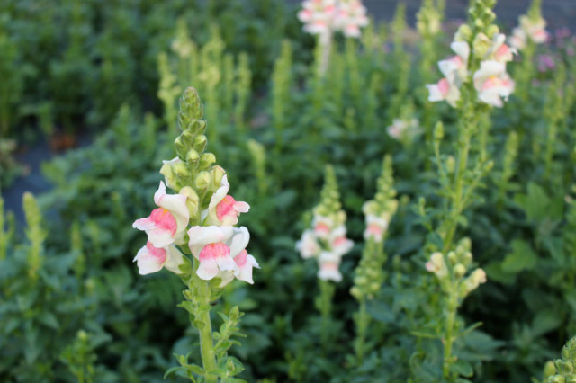 cloverhill-flower-field-2018-apple-blossom-snapdragons