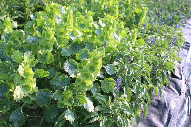 cloverhill-flower-field-2018-bells-of-ireland