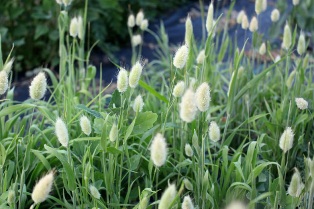 cloverhill-flower-field-2018-bunny-tails