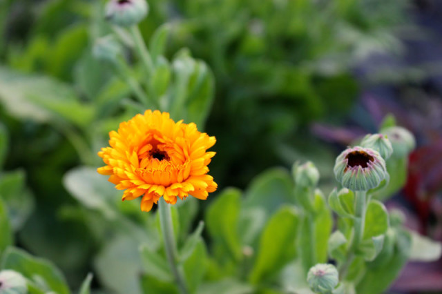 cloverhill-flower-field-2018-calendula