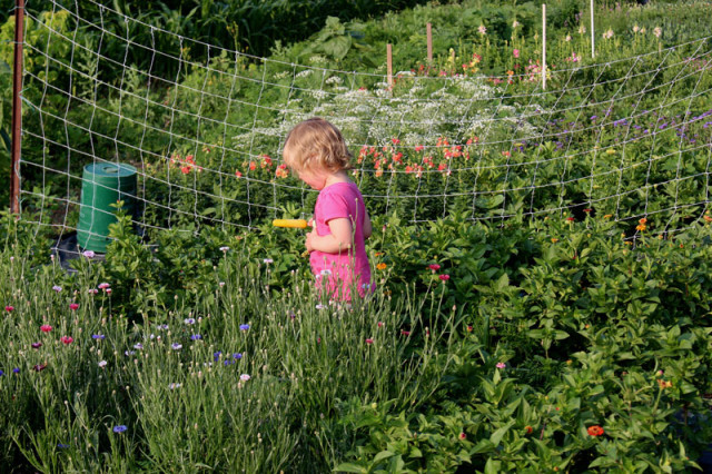 cloverhill-flower-field-2018-evening-lucy