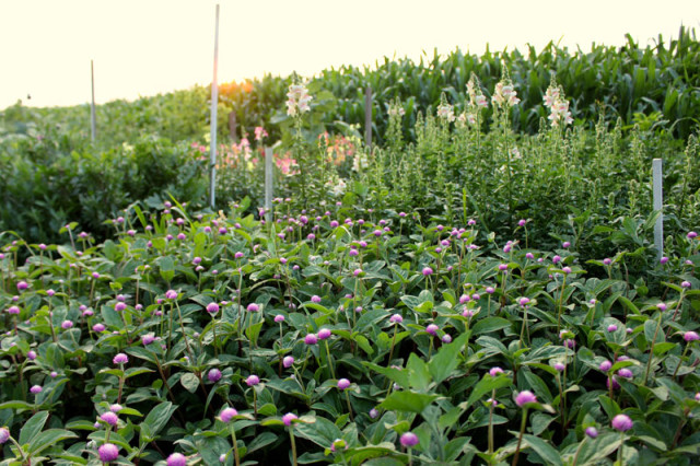 cloverhill-flower-field-2018-gomphrena