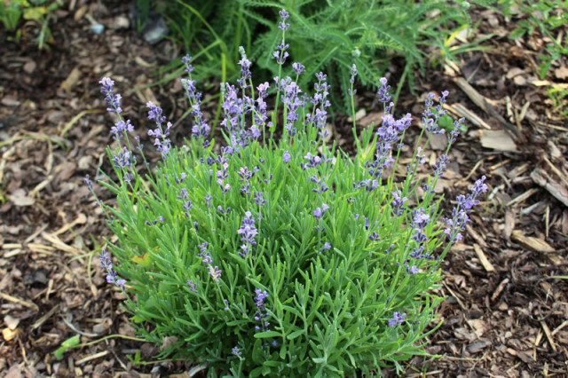 cloverhill-flower-field-2018-lavender