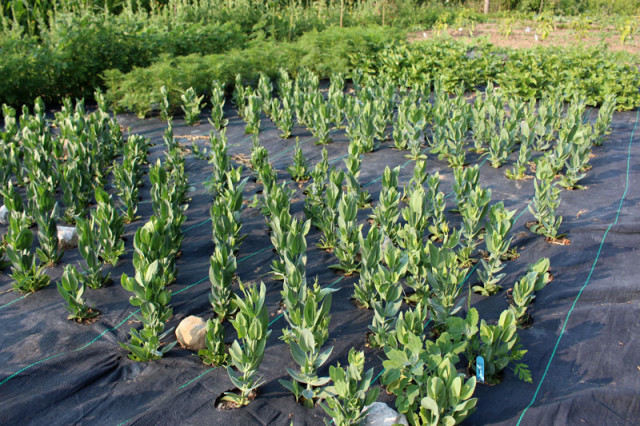 cloverhill-flower-field-2018-lisianthus