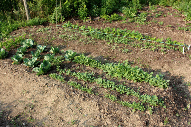 cloverhill-flower-field-2018-raised-beds