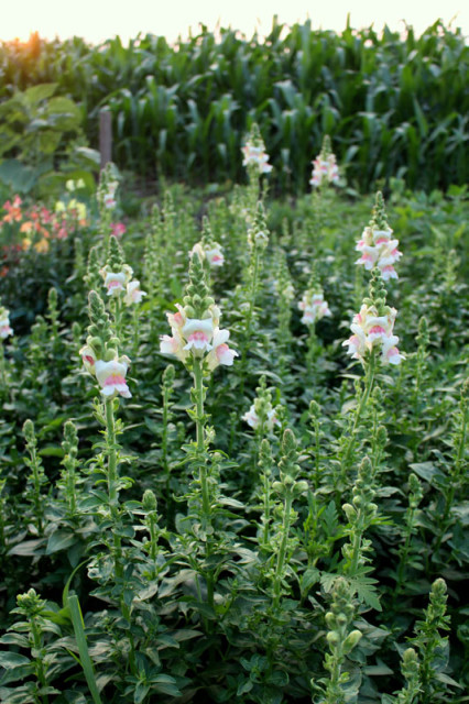 cloverhill-flower-field-2018-snapdragons