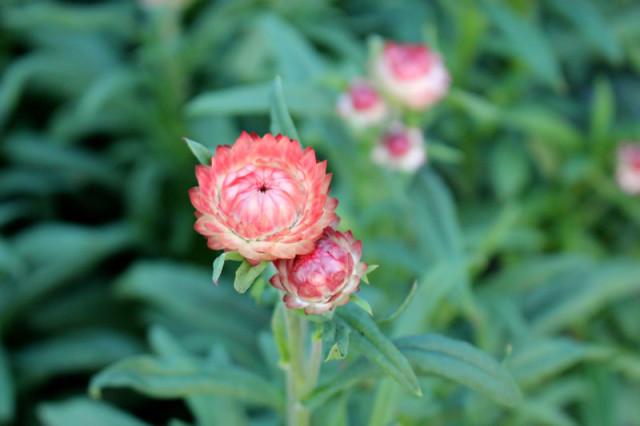 cloverhill-flower-field-2018-strawflower