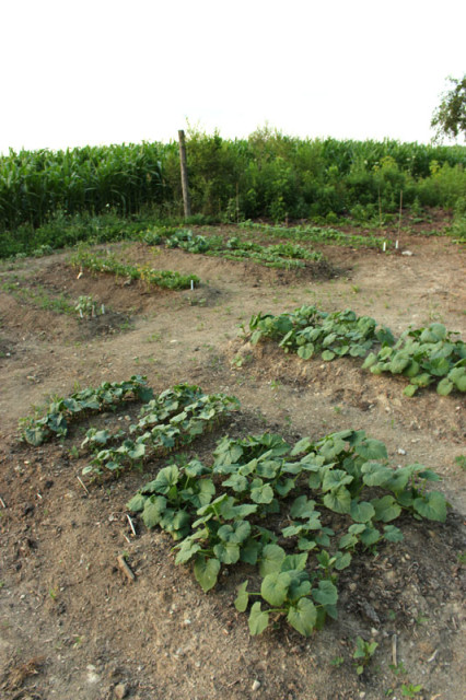 cloverhill-flower-field-2018-vegetable-patch