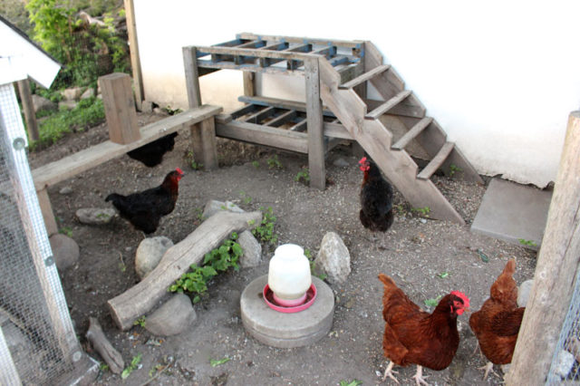 8 Essentials For Backyard Chickens Life At Cloverhill