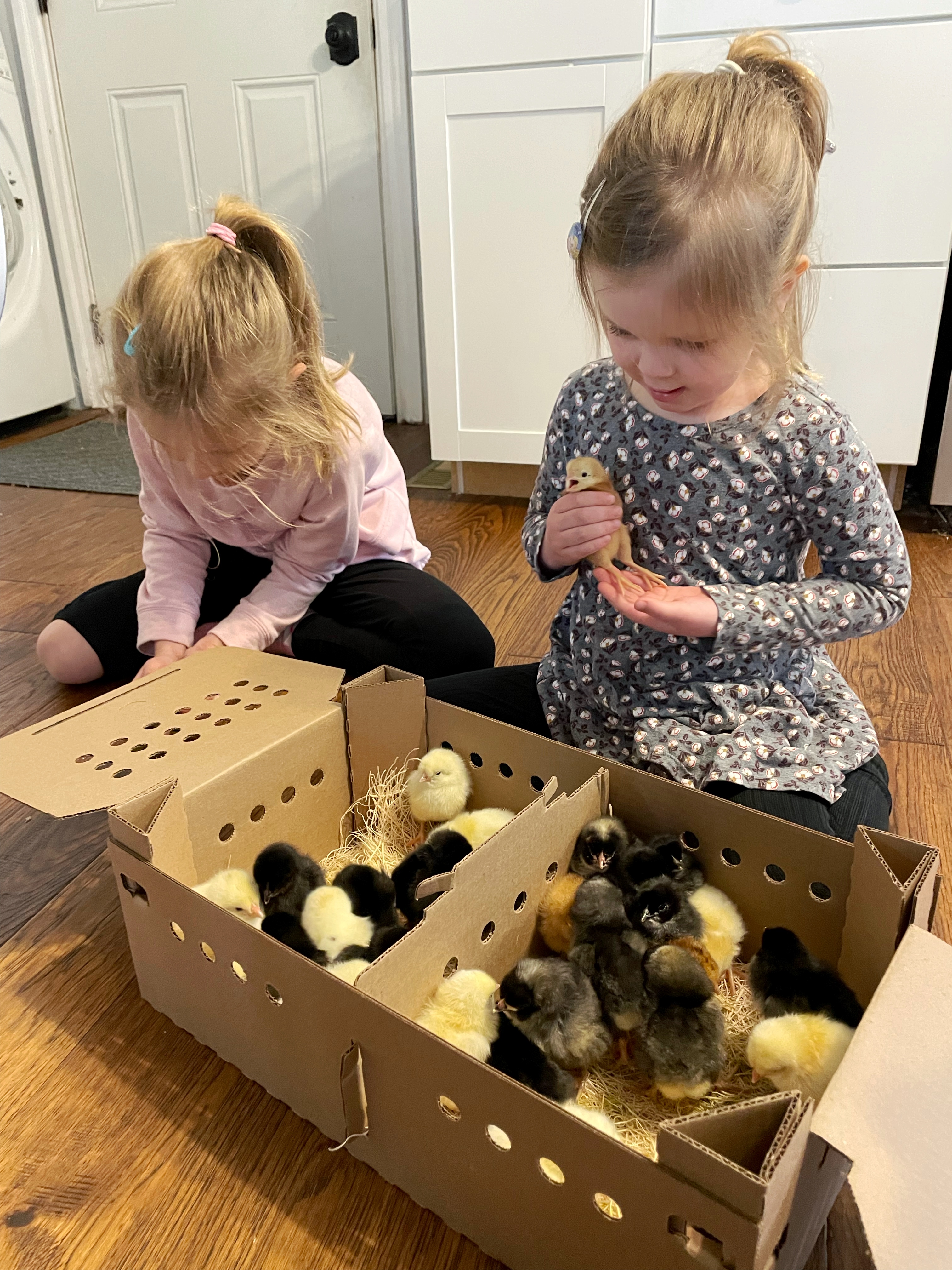 baby-chicks-box