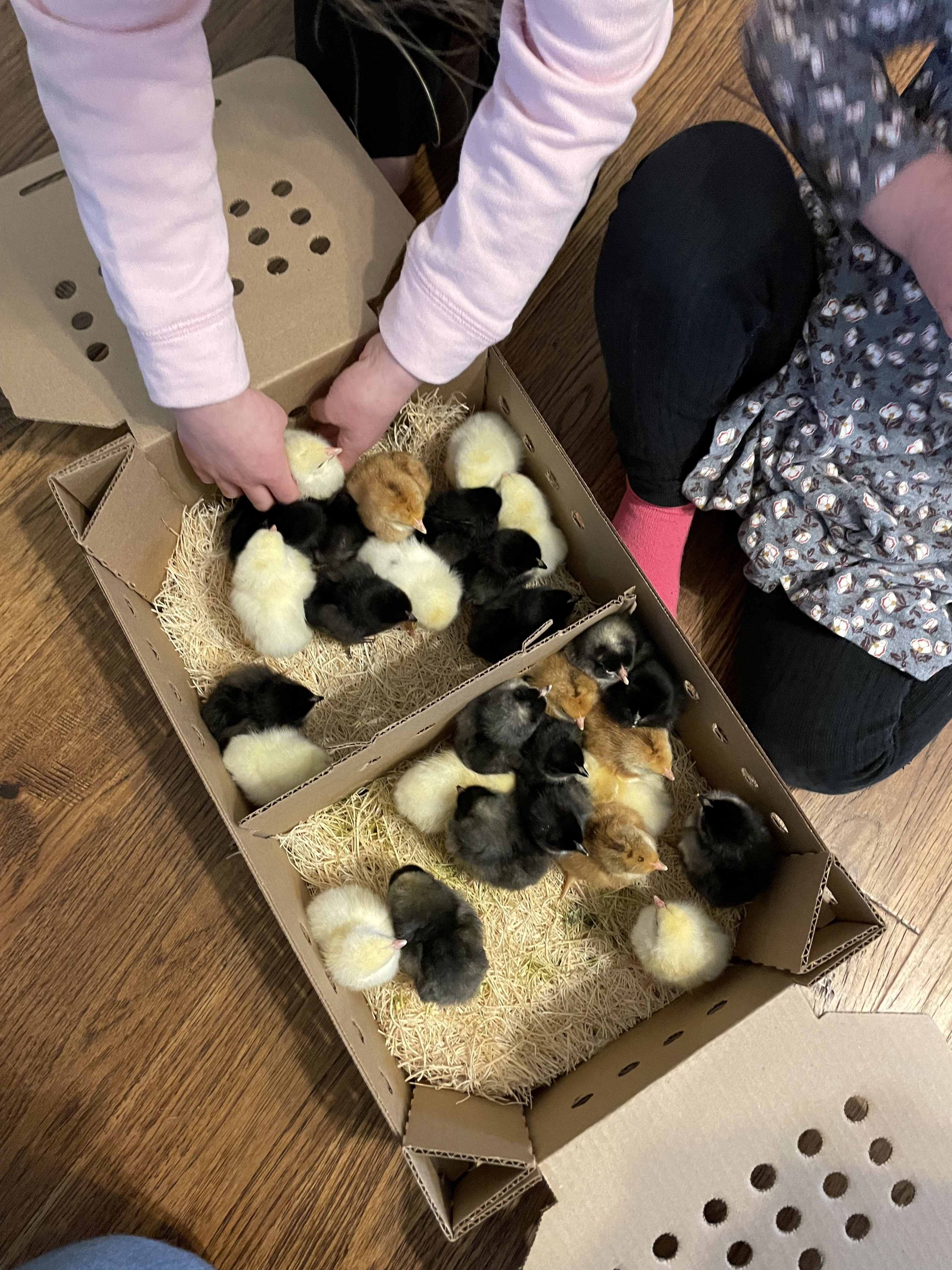 box-baby-chicks