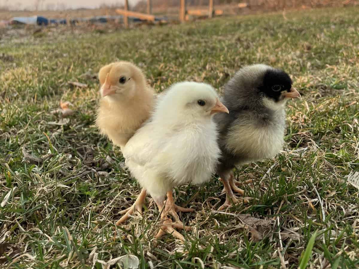 three-baby-chicks