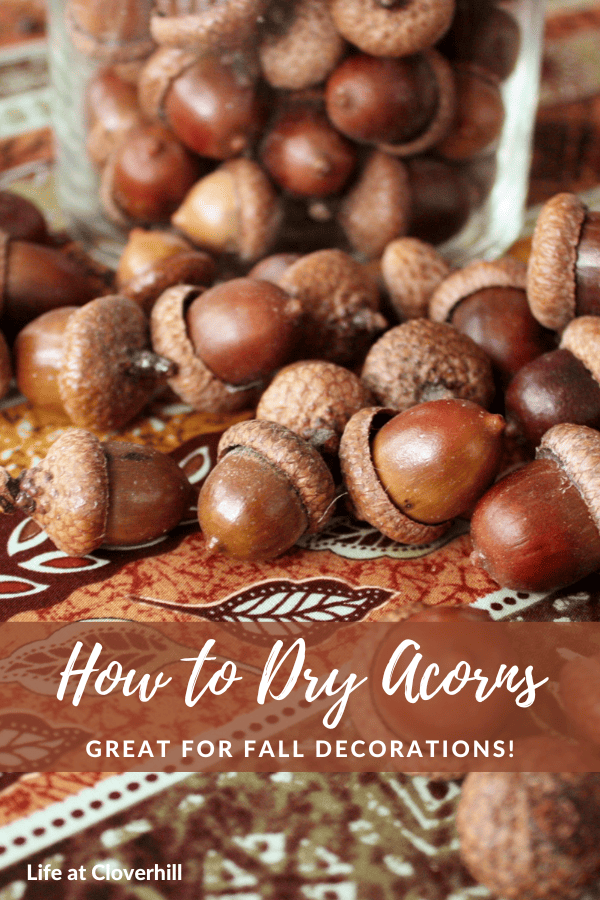 why do you bake acorns 