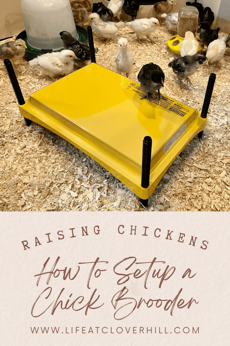 raising-chickens-how-to-set-up-a-brooder-for-baby-chicks