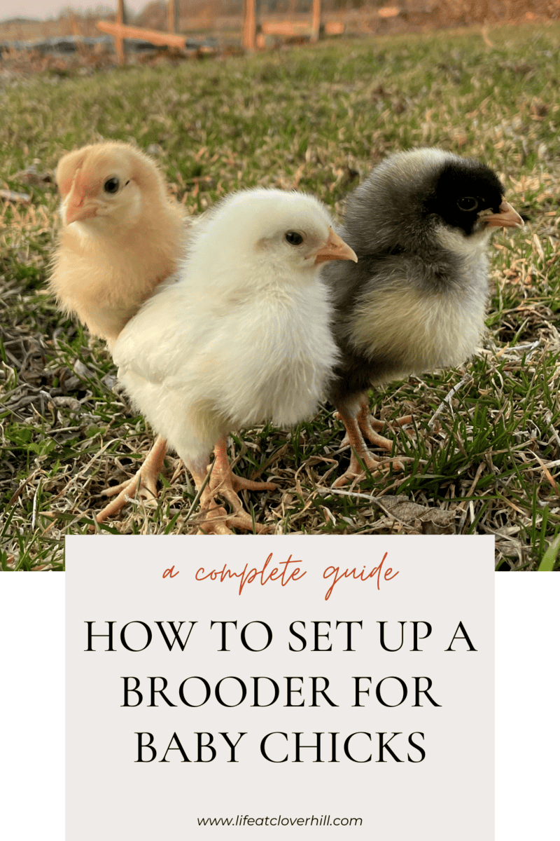 how-to-set-up-a-brooder-for-baby-chicks